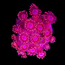 RF Blood Red Goni - WYSIWYG C6