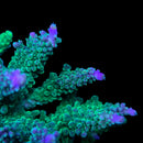 TSA Mossberry 3cm Frag