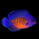 Coral Beauty Angelfish (Centropyge bispinosa)