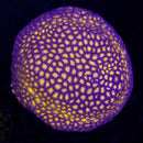 WWC Honeycomb Leptastrea  - Frag