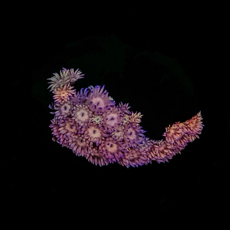 QCC Pink Star Blossom Goniopora