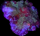 RF Piccaso Rhodactis  - WYSIWYG A7