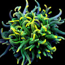 RF Gold Tip Green Ritteri LTA (Long Tentacle Anemone)