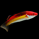 Naoko's Fairy Wrasse (Cirrhilabrus naokoae)