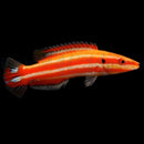 Blackspot Hogfish (Small)
 
Bodianus opercularis