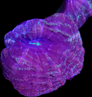 RF Indophyllia