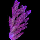 RF Christmas Mirabilis Acropora - WYSIWYG