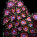 RF Colonatta Chaser - 3 Polyps