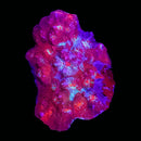 RF Hot Tamale Chalice