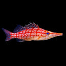 Longnose Hawkfish
 
(Oxycirrhites typus)