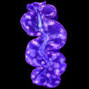Maxima Giant Clam (Tridacna maxima) - DL Large