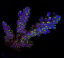 RF Garf Purple Bonsai Acropora