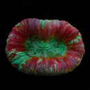 Wellsophyllia (WYSIWYG)