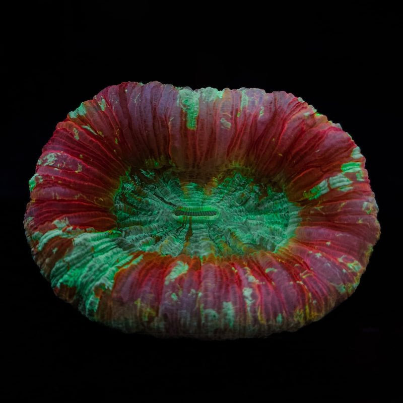 Wellsophyllia