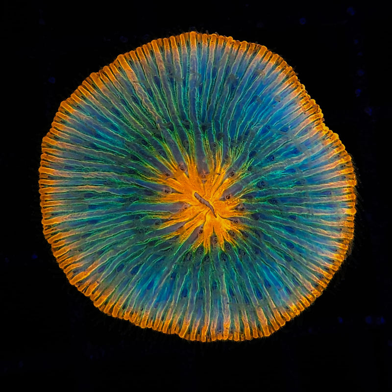 Fungia