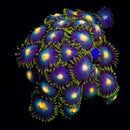 RF Ultimate Blow Pop - 2 Polyps
