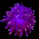 Darth Vader Bubble Tip Anemone