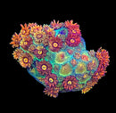 RF Goniopora - WYSIWYG P7