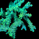 RF Sonic Boom 3cm Frag