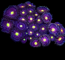 RF Slasher Z's - 3 Polyps