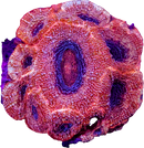RF Event Horizon Acan Bowerbanki - 2 Heads