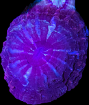 RF Indophyllia