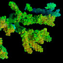 RF Circus Fruit 3cm Frag