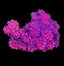 RF Goniopora - WYSIWYG H5
