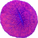 RF Flamingo Fungia - (WYSIWYG)