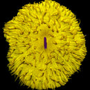 RF Imperial Sun Fungia - (WYSIWYG)