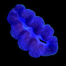 Tridacna Crocea (WYSIWYG)