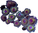 RF Camouflage Grandis Palythoa - 1 Polyp