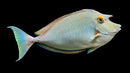 Unicorn Tang - Jumbo (Naso unicornis)