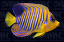 Red Sea Regal Angelfish (Pygoplites diacanthus)
