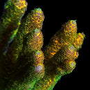 TGC Orange Creamsicle 3cm Frag