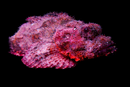 Bearded Scorpionfish (Scorpaenopsis barbatus)