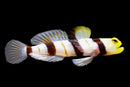 Dracula Goby
Stonogobiops dracula