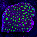 JF Contract Killer Favia