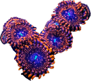 RF Utter Chaos - 1 Polyp