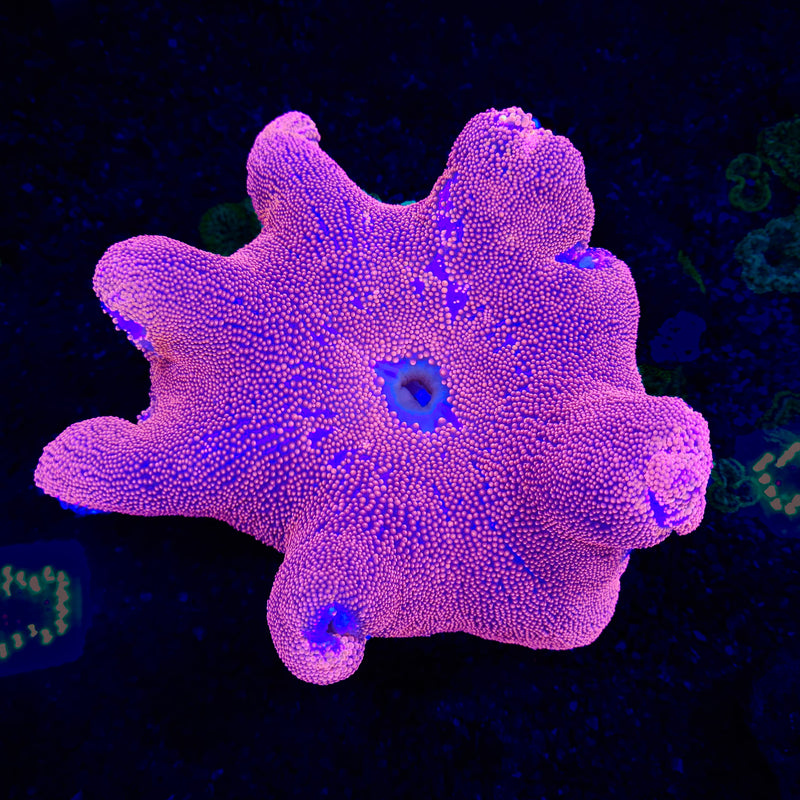 Ultra Blue/Pink Carpet Anemone