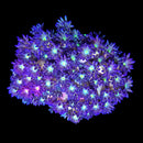 RF Goniopora - WYSIWYG S3