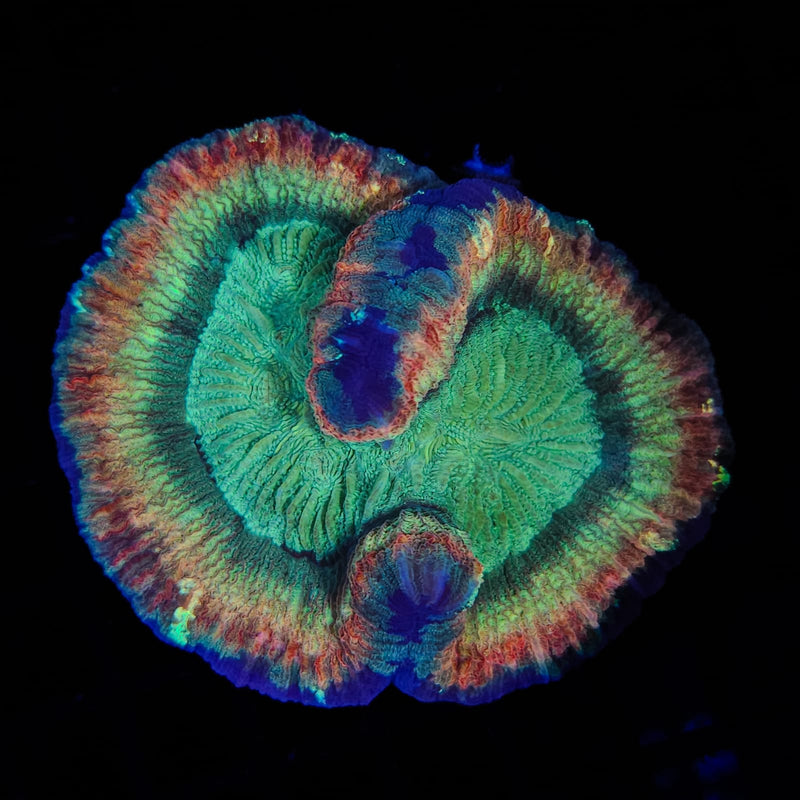 Trachyphillia
