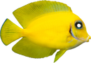 Philippines Yellow Tang (Zebrasoma flavescens)
