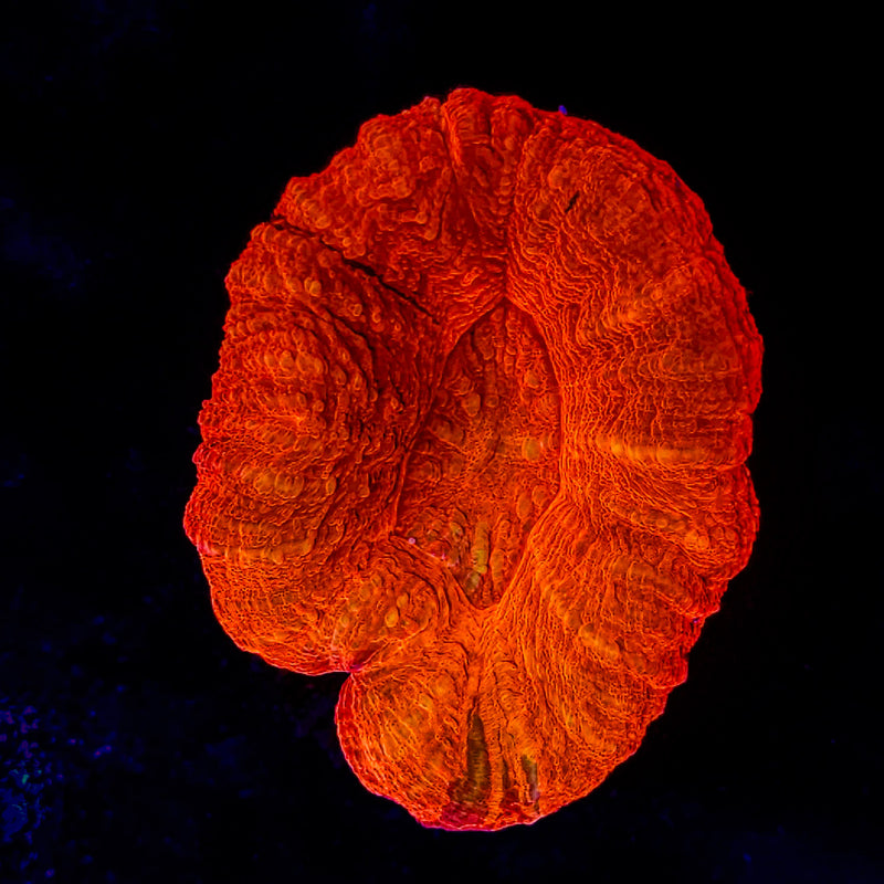 Tangerine Scolymia