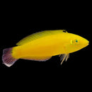 Yellow Banana Wrasse (Thalassoma lutescens)