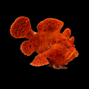 Red/Orange Angler - (Antennarius maculatus)
