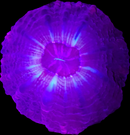 RF Indophyllia
