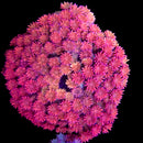 RF Goniopora - WYSIWYG K6
