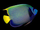 Emperor Angelfish - Pomacanthus imperator.