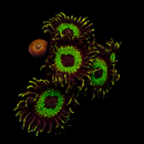 RF Laser Lemon - 3 Polyps